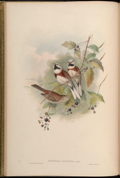 Emberiza caniceps von John Gould